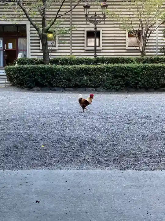 熱田神宮の動物