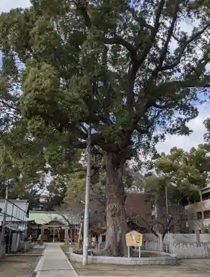 阿麻美許曽神社の自然