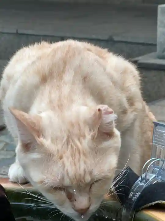 王子神社の動物