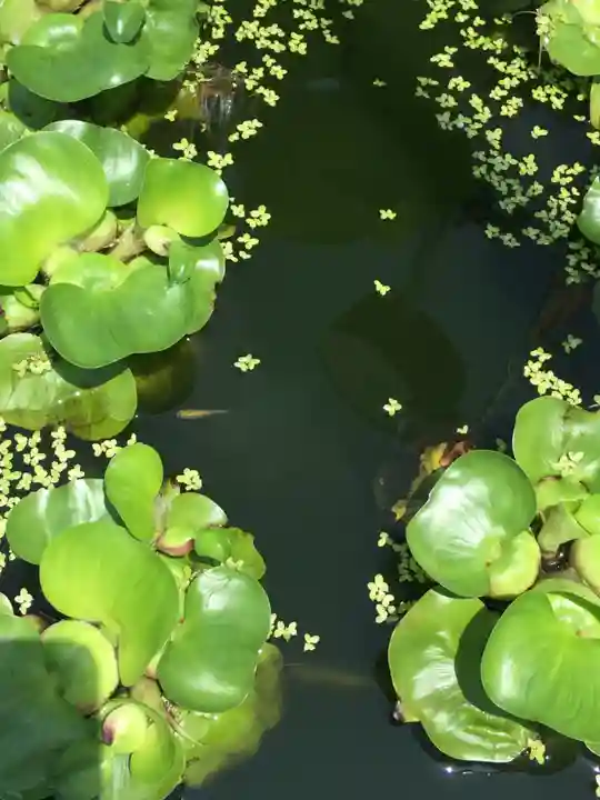 成田山深川不動堂(新勝寺東京別院)の自然