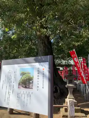 白髭神社の自然