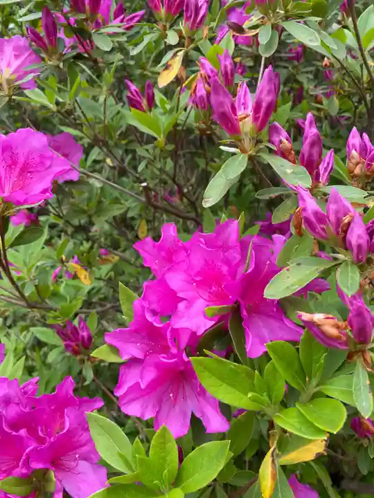 成田熊野神社(千葉県)