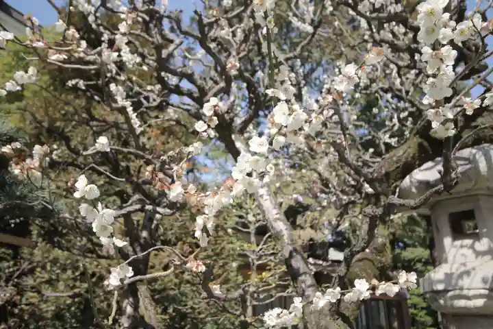 越ヶ谷久伊豆神社(埼玉県)