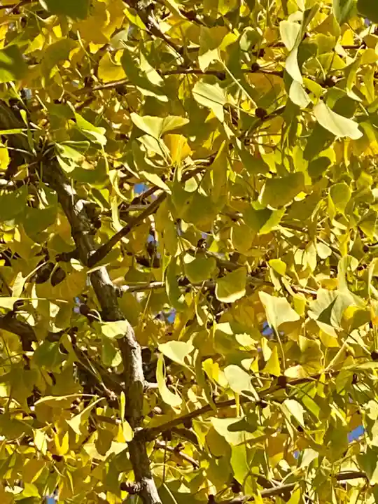 本願寺(西本願寺)(京都府)