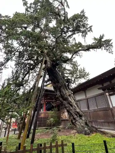 鶴岡八幡宮(神奈川県)