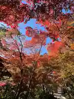 善法律寺(京都府)