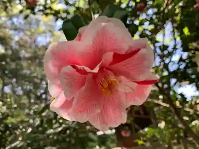 三ケ尻八幡神社の自然