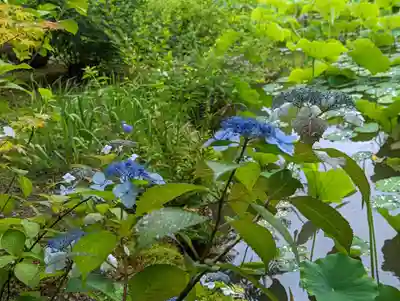 法金剛院(京都府)