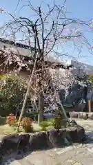 総持寺の自然