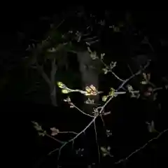 高司神社〜むすびの神の鎮まる社〜の自然