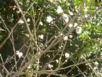 八雲神社(鎌倉・大町)の自然