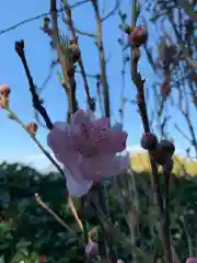 彌都加伎神社の自然