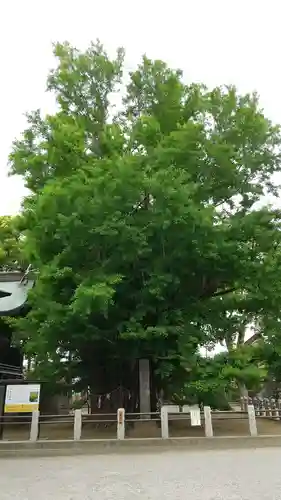 葛飾八幡宮(千葉県)