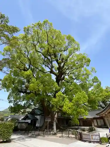 太宰府天満宮(福岡県)
