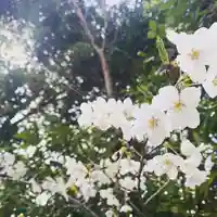 早稲田神社の自然