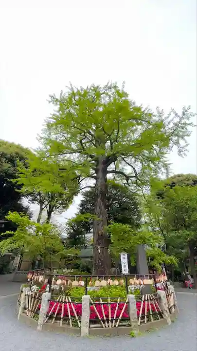 七社神社の自然