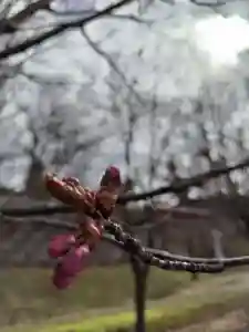 厚別神社(北海道)(2023年04月14日(金) 09時48分46秒投稿)