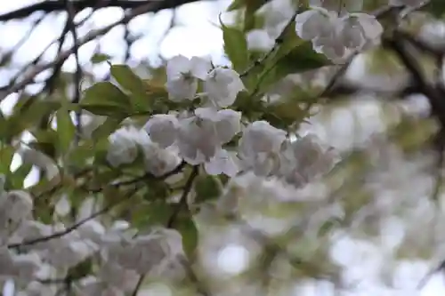 磐椅神社の自然