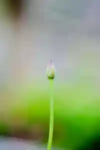 浄土寺(兵庫県)(2025年05月29日(木) 07時34分05秒投稿)