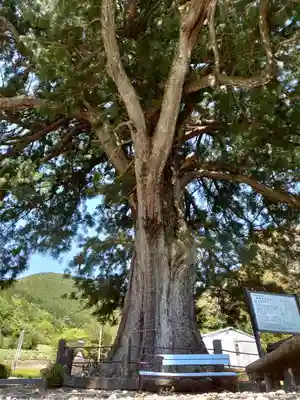 高根白山神社の自然
