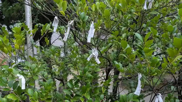 越中白山総社のおみくじ