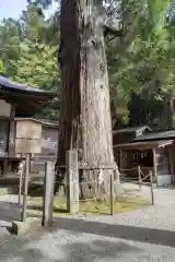 日枝神社の自然