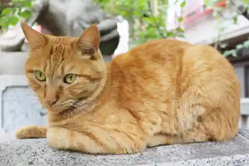 くまくま神社(導きの社 熊野町熊野神社)の動物