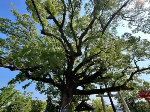 百舌鳥八幡宮(大阪府)