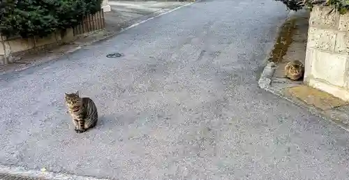 麻賀多神社の動物
