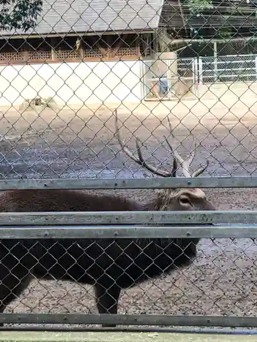 鹿島神宮の動物