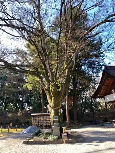 武田神社の自然