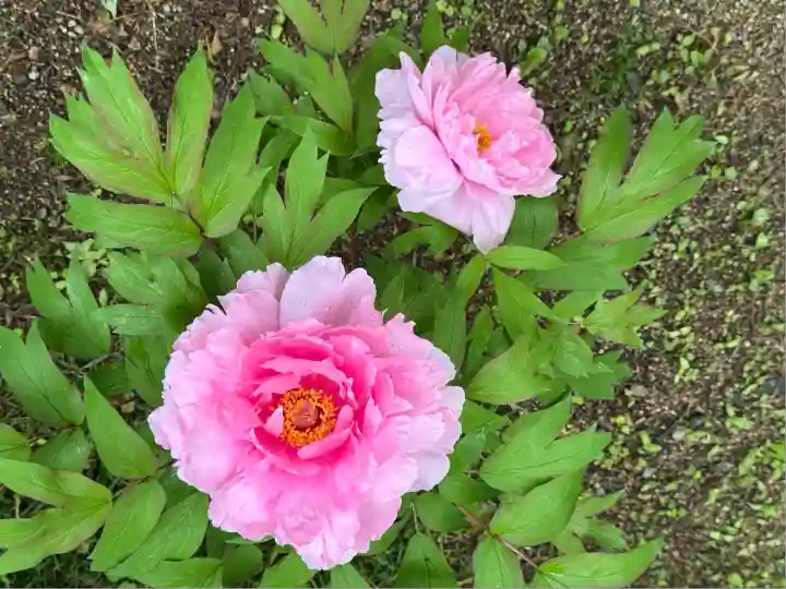愛宕神社(福島県)