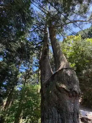 玉置神社(奈良県)