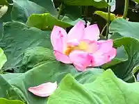 善光寺大本願の自然