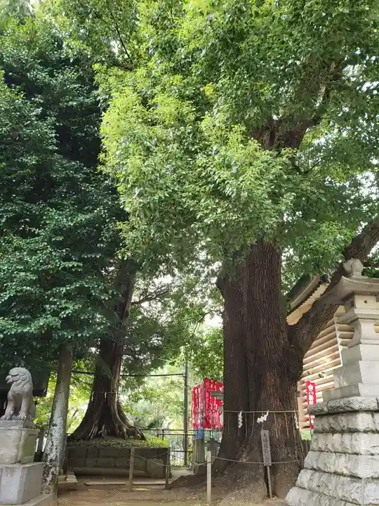 諏訪神社の自然
