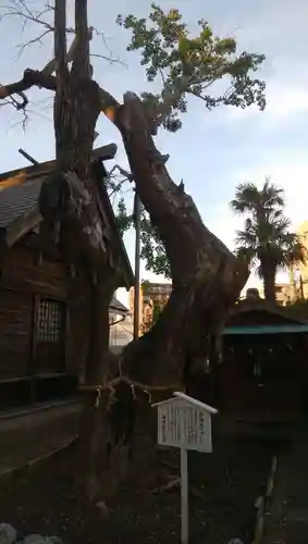 結城神明神社の自然