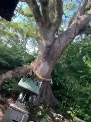 防府天満宮の自然