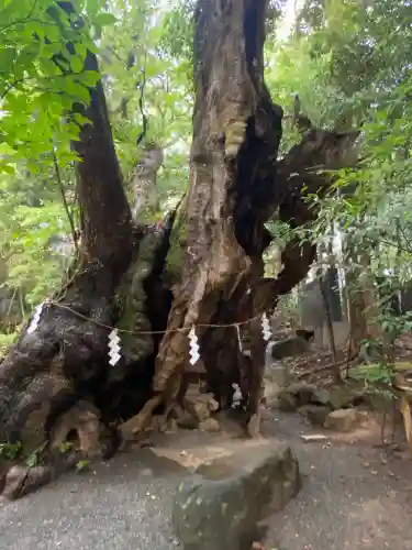 來宮神社(静岡県)