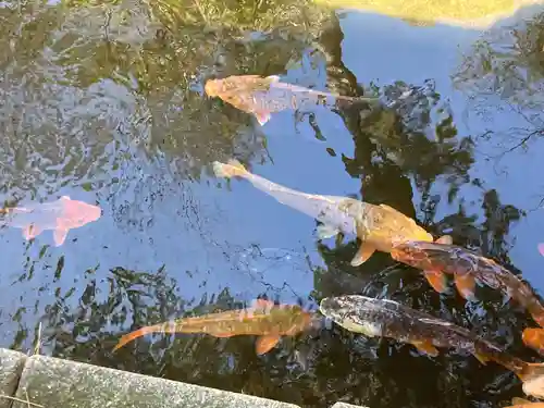 西新井大師総持寺(東京都)