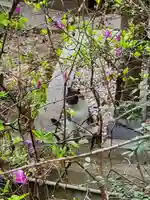 高御位神宮の動物