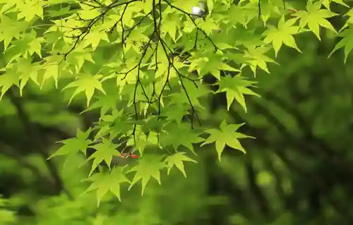 神峯山寺(大阪府)