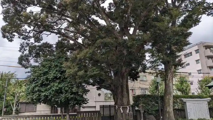 八幡大神社の自然