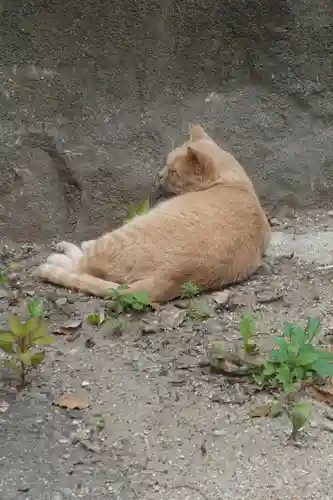 岡山行者堂の動物