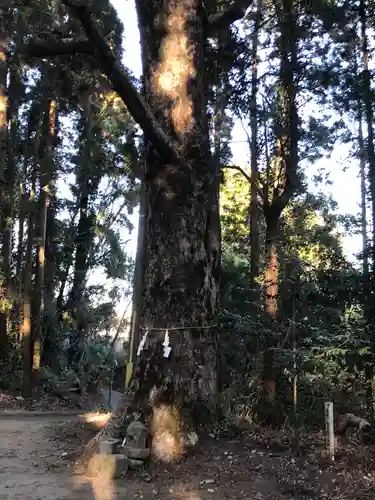 岩戸神社の自然