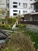 大阪天満宮の動物