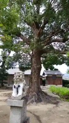 素盞嗚尊神社の狛犬