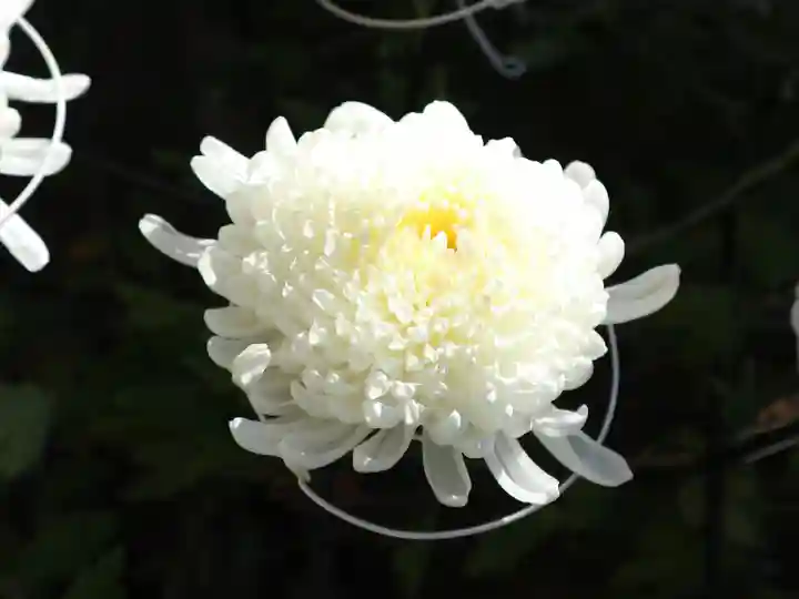 湯島天満宮の自然