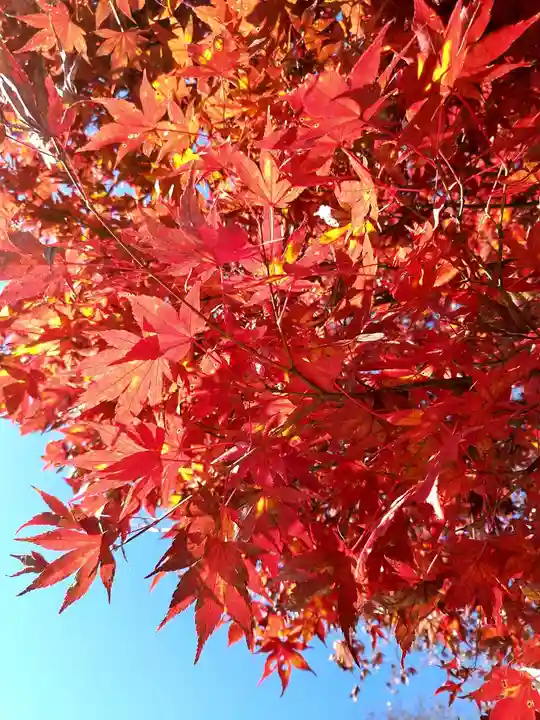 高尾山薬王院の自然