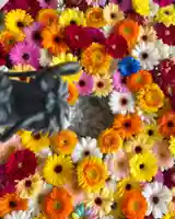 札幌諏訪神社の手水舎