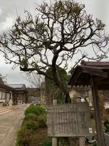栖安寺の自然